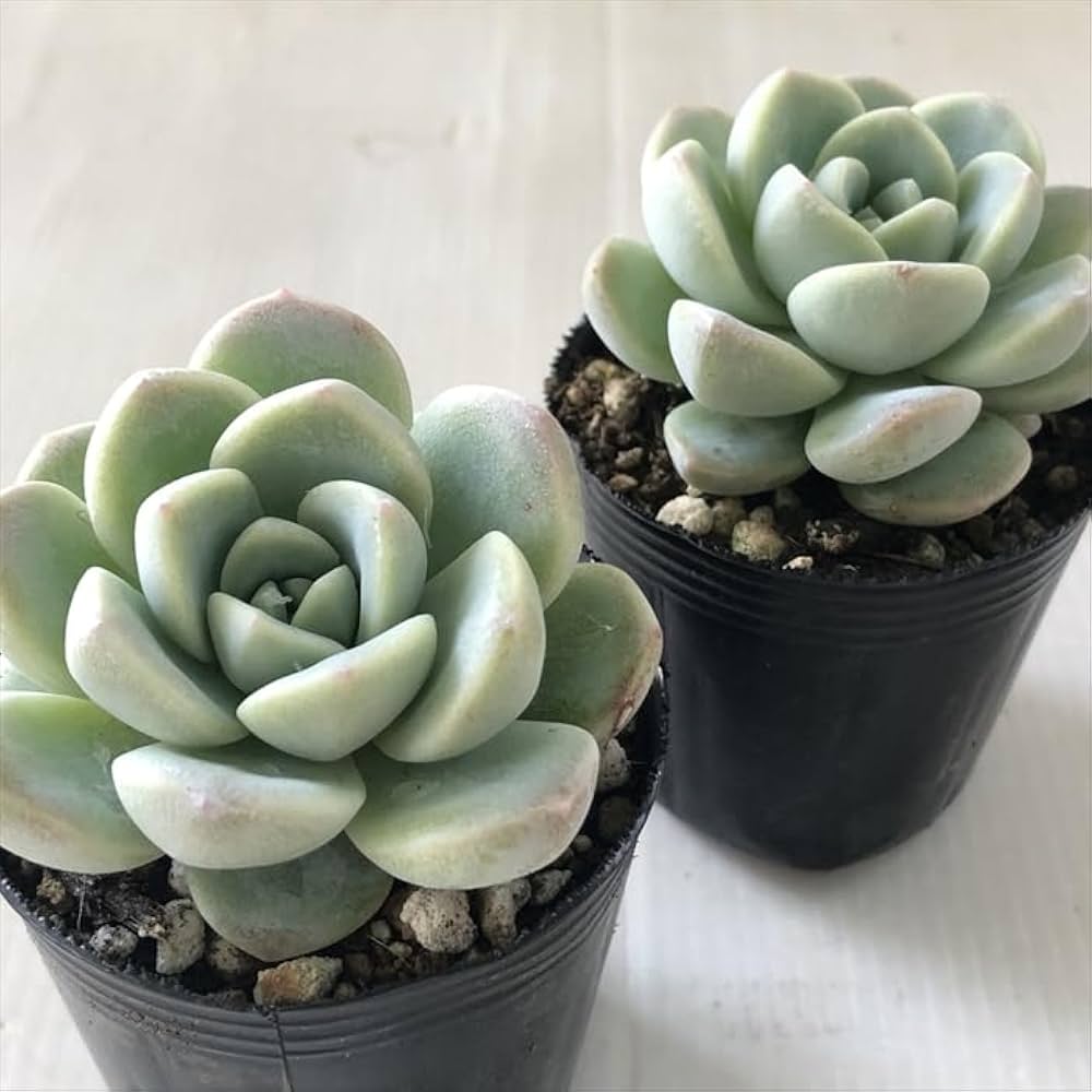 Amazon｜多肉植物 hmエケベリア アイスグリーン 多肉植物